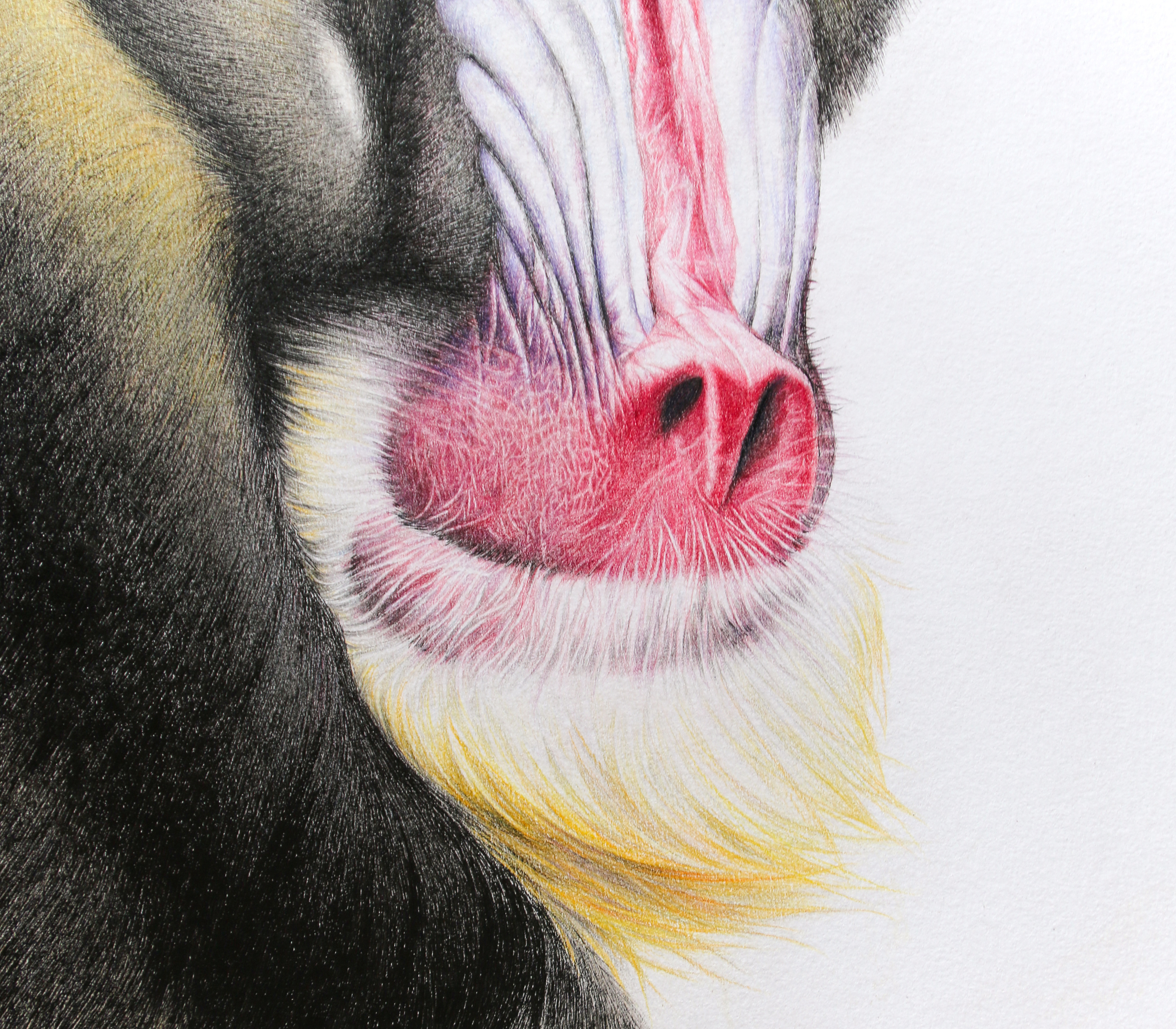 鸩山彩绘——《山魈》