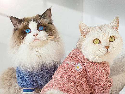 宠物春秋套头卫衣