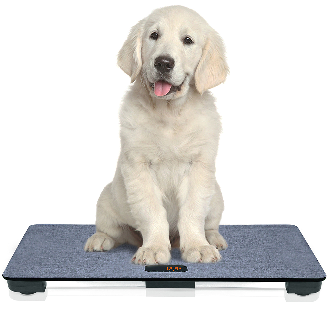 金洲视觉亚马逊产品拍摄设计精修做图宠物称重器专用称