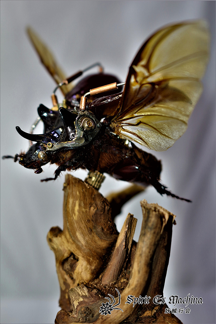 呼啸系列 — 三角龙兜虫 蒸汽昆虫