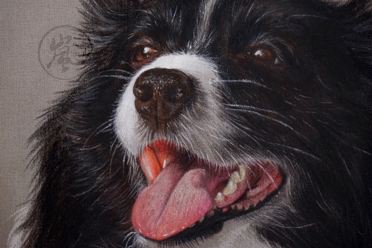 手绘团扇《边境牧羊犬》