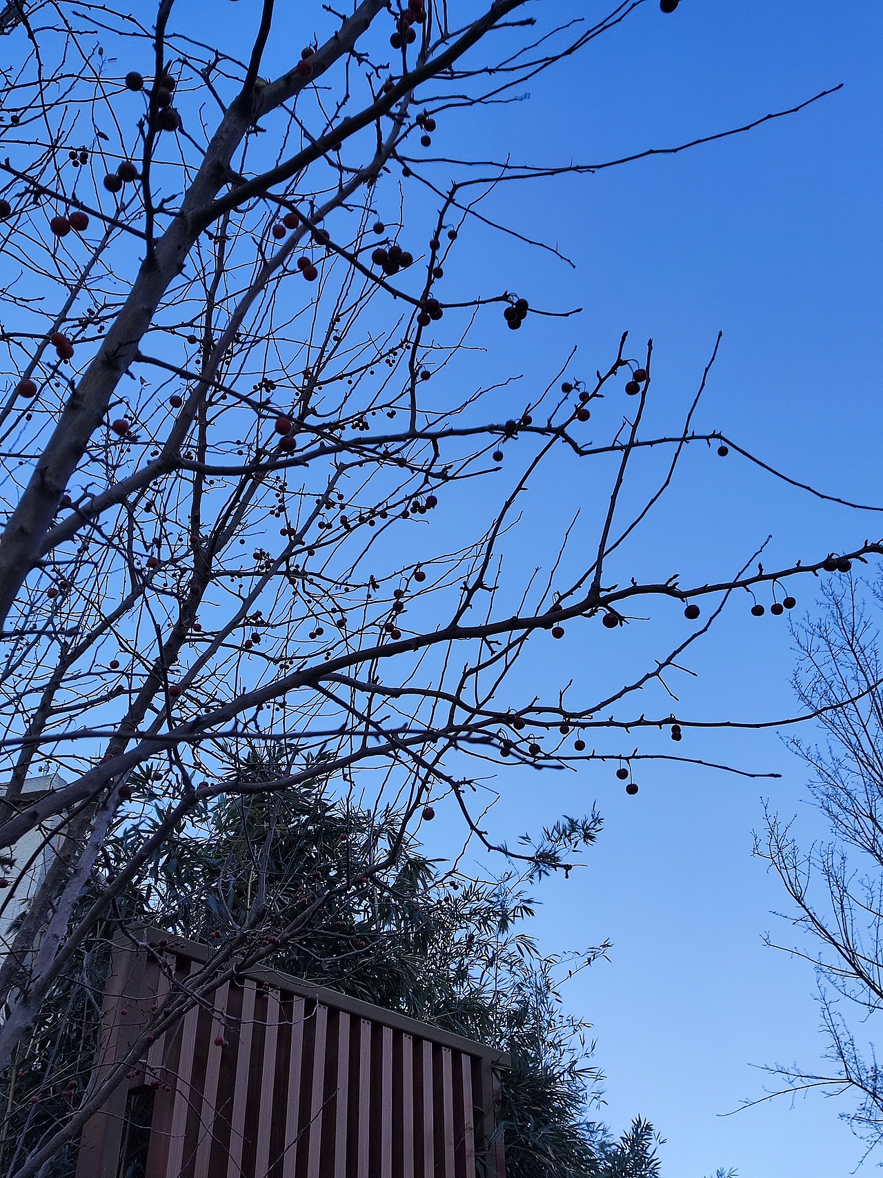 初春拍摄（图ZMjkyNjgyOTMy） - 风光摄影 - 站酷设计师闫玉荣原创素材 - 站酷ZCOOL