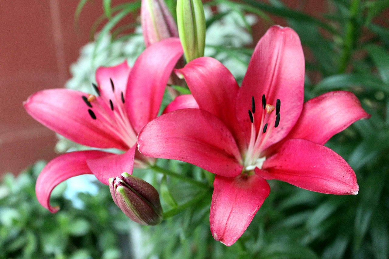 la百合红芯fangio