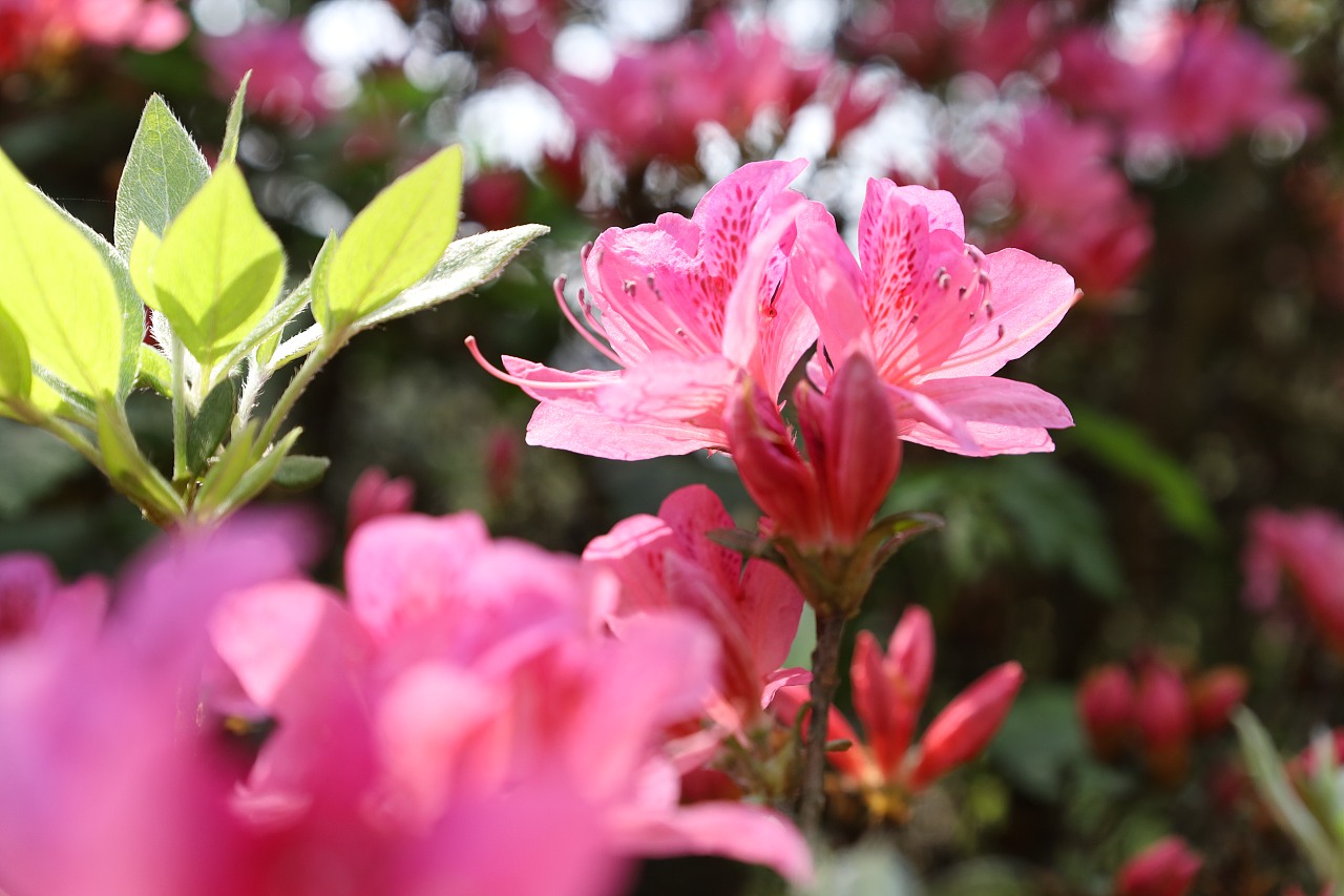 春天的杜鹃花 - 原创作品 - 站酷(zcool)