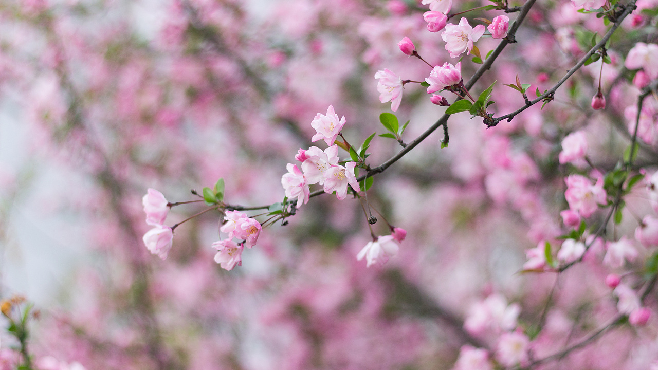 落英缤纷的季节