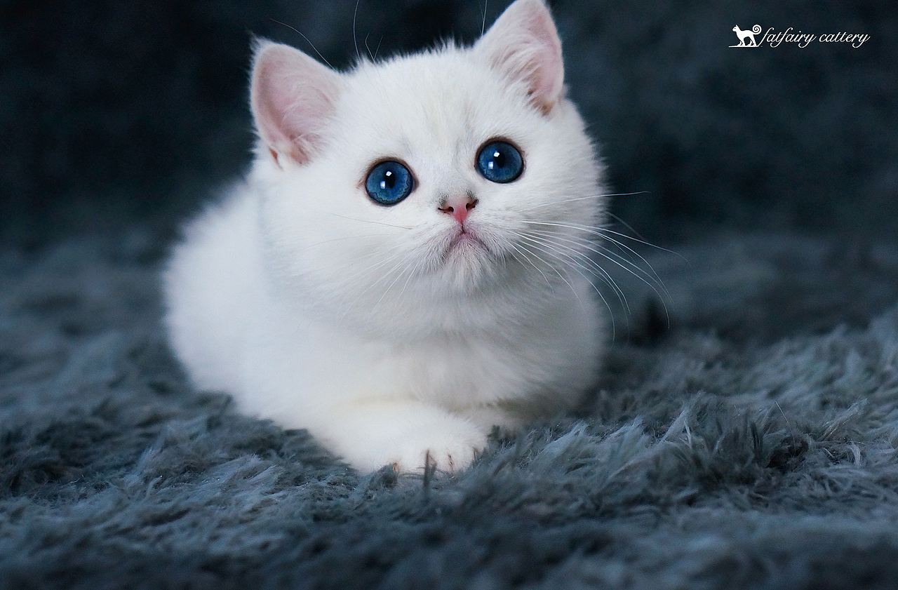 英短银点/高颜值太郎子女们1 *【panda西原创作品8】（图ZMjA2ODI5MDY0） - 宠物摄影 - 站酷设计师Panda西原创素材 - 站酷ZCOOL