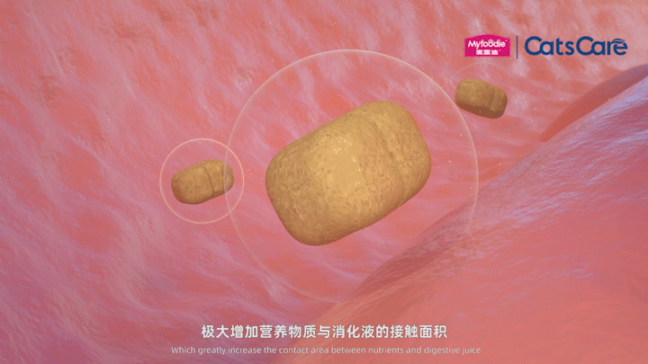 宠物粮食视频 | 麦富迪X珀珀宠影