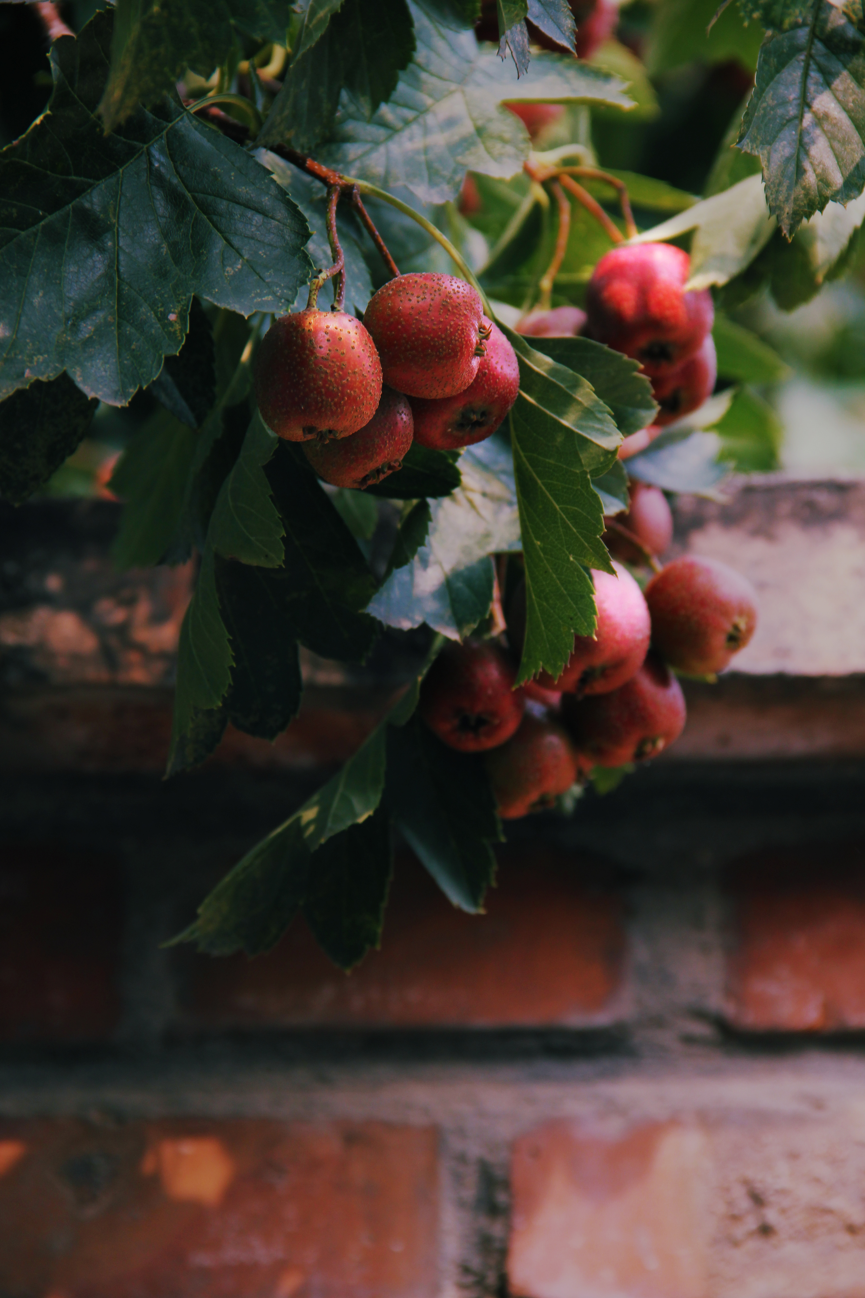 《 那一棵山楂树 》|摄影|生态|王珮光 - 原创作品 - 站酷 (zcool)