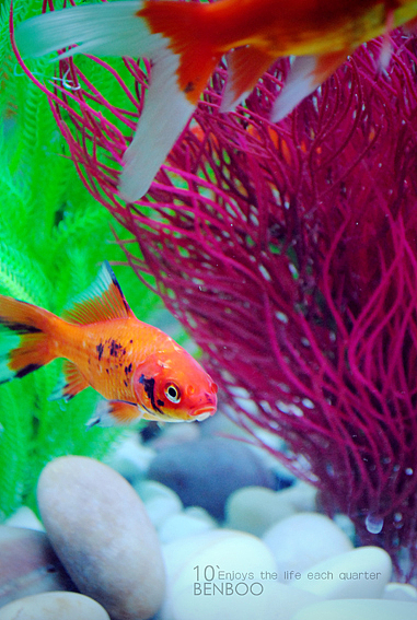 我和小三的生活:动物篇