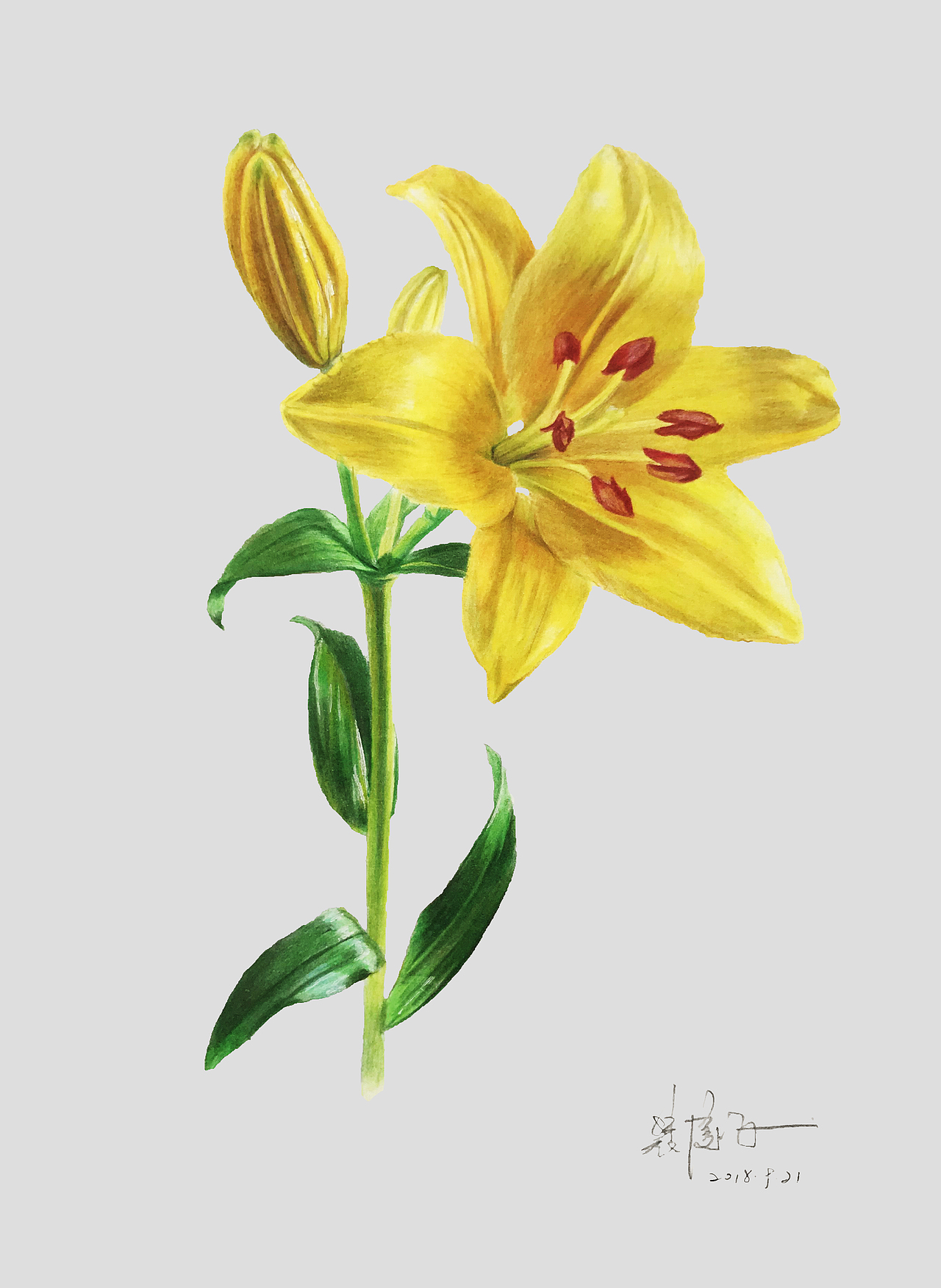彩铅百合花