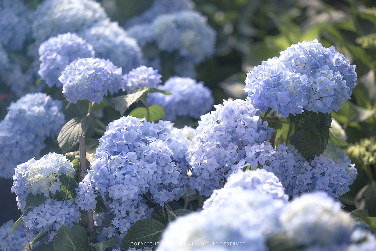 初夏的颜色67676767无尽夏