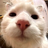 老王l的头像