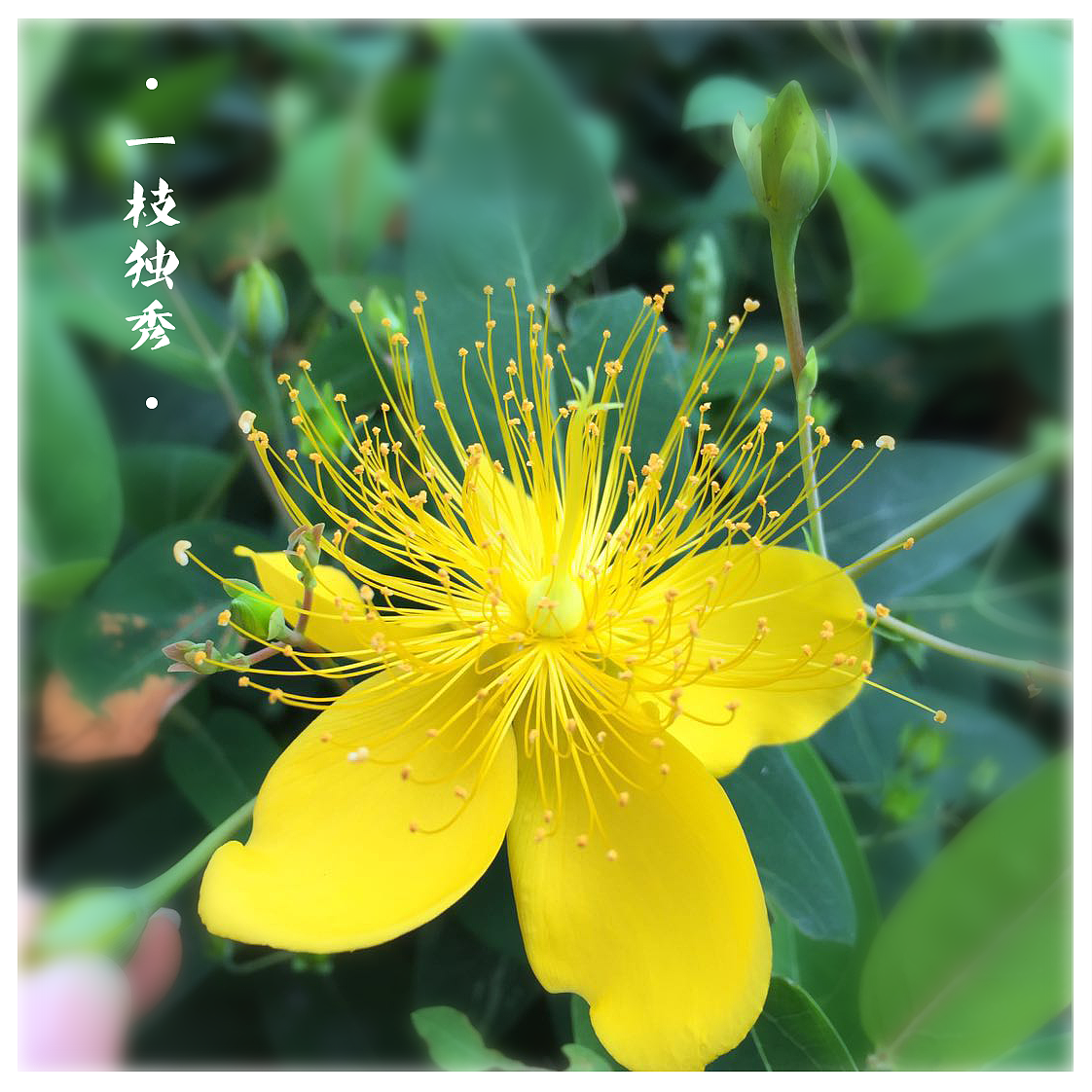 摄影-发现生活中的美