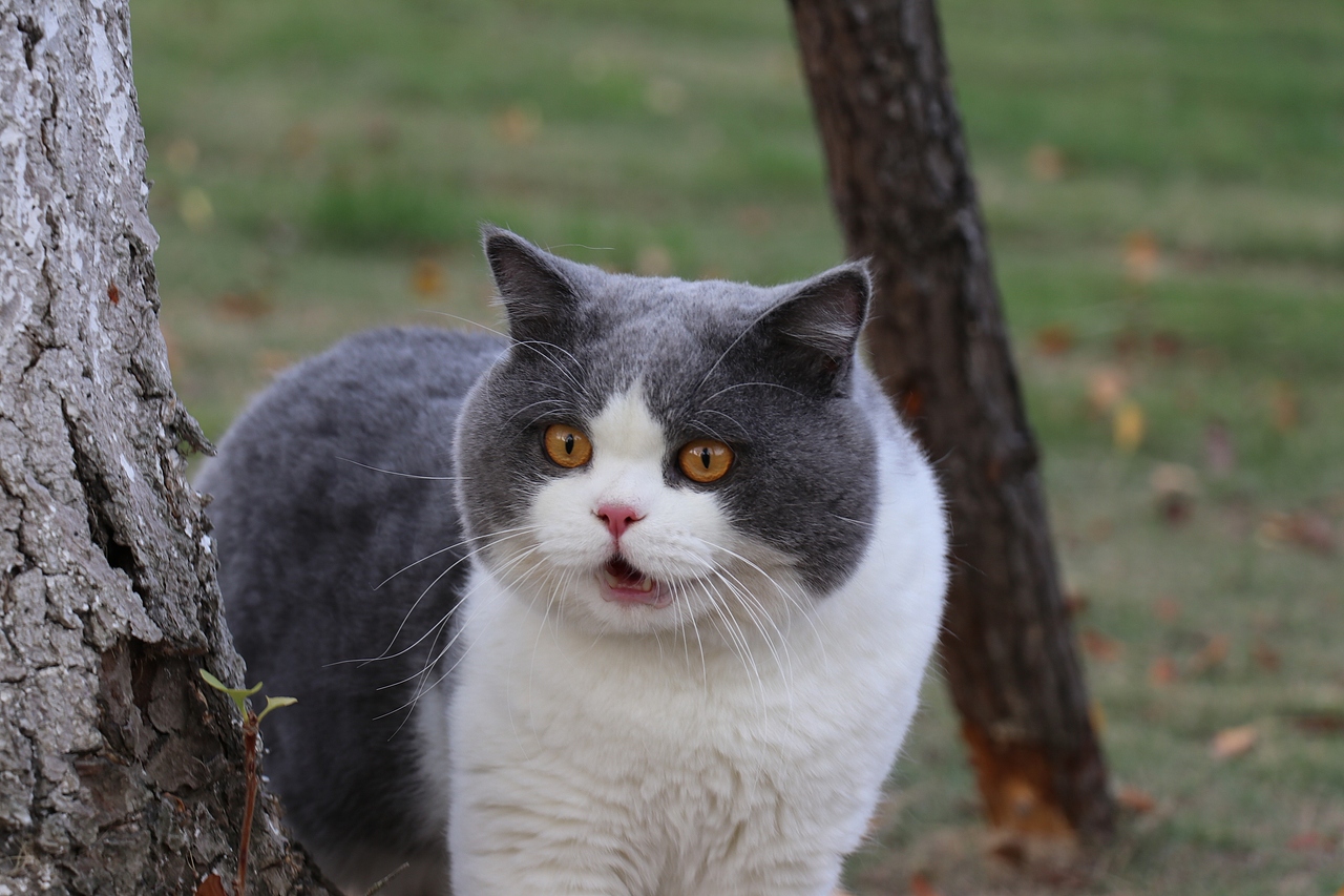 沐米猫舍 英国短毛猫 蓝白色 种猫