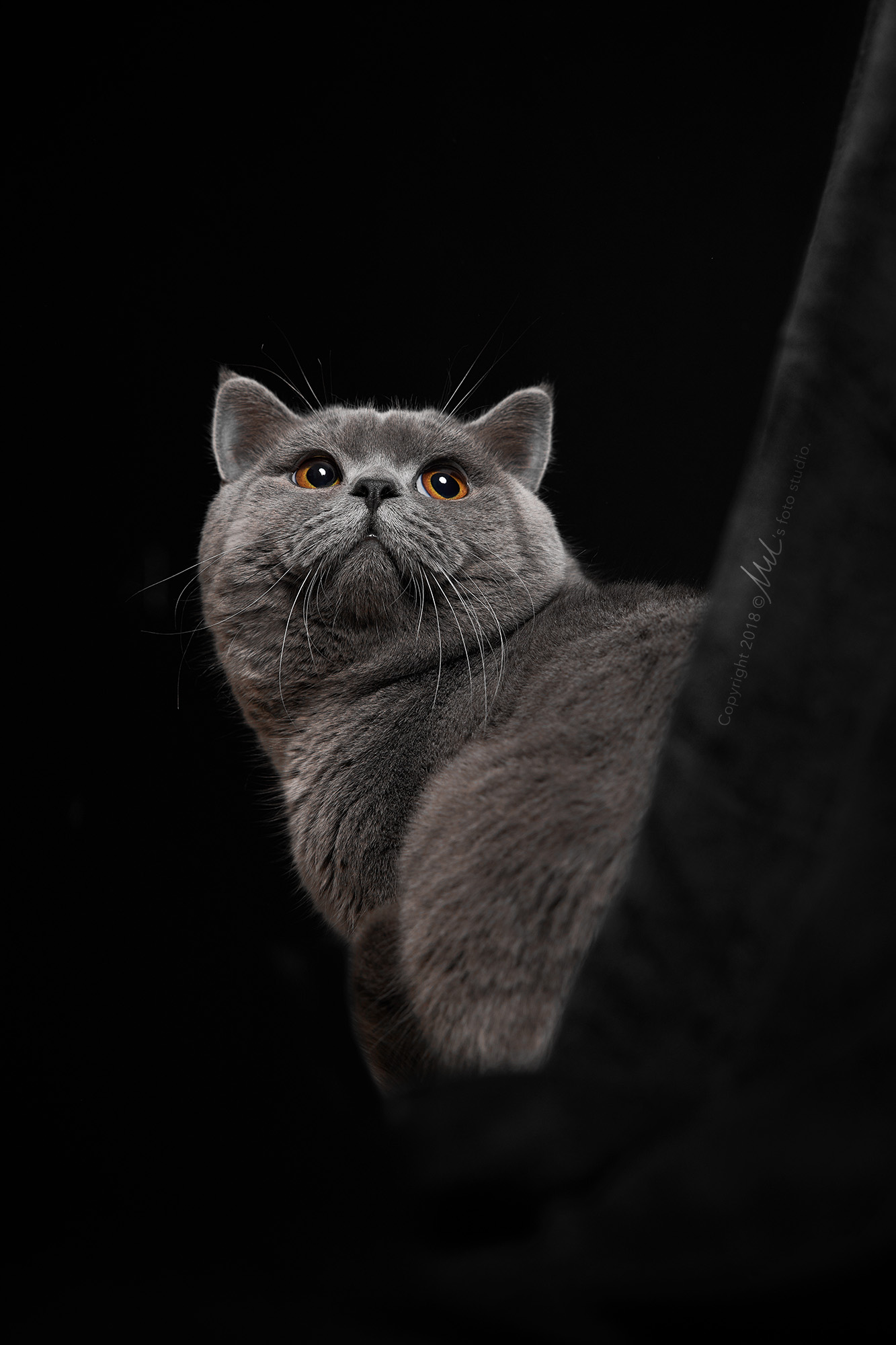 灰色猫品种图片