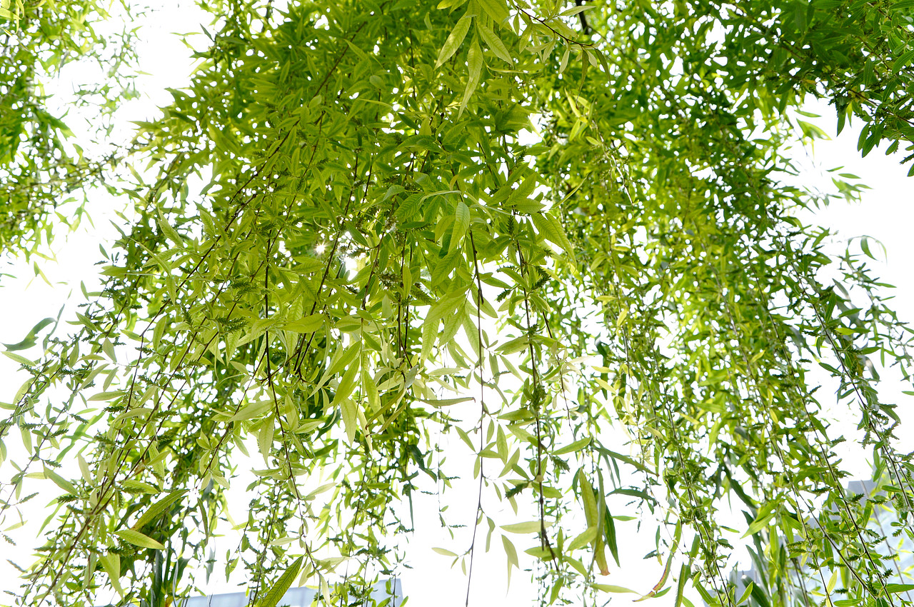 成都--锦江春色（图ZMTUzMTMyNzY=） - 环境/建筑摄影 - 站酷设计师爱摄影的少年斌帅原创素材 - 站酷ZCOOL