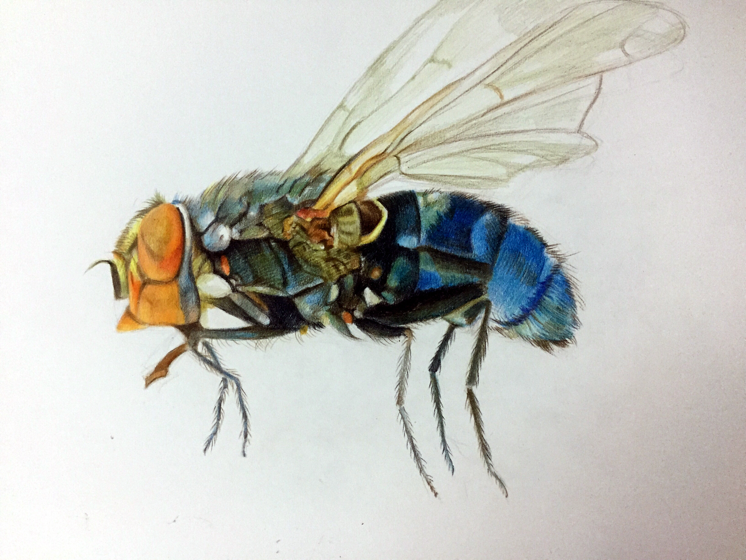 简笔画色彩可爱甲虫怎么画简单又好看💛巧艺网