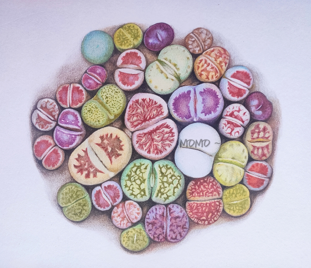 momo的彩铅世界-手绘多肉植物（图ZMjAxMDU3NjUy） - 艺术插画 - 站酷设计师末末的彩铅世界原创素材 - 站酷ZCOOL