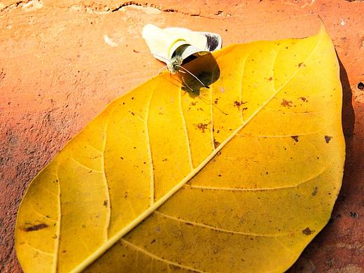 馬卡龍與蝴蝶（個人主頁-ZNTM0NTAzMjA=） - 風(fēng)光攝影 - 站酷設(shè)計師Z910911889原創(chuàng)素材 - 站酷ZCOOL