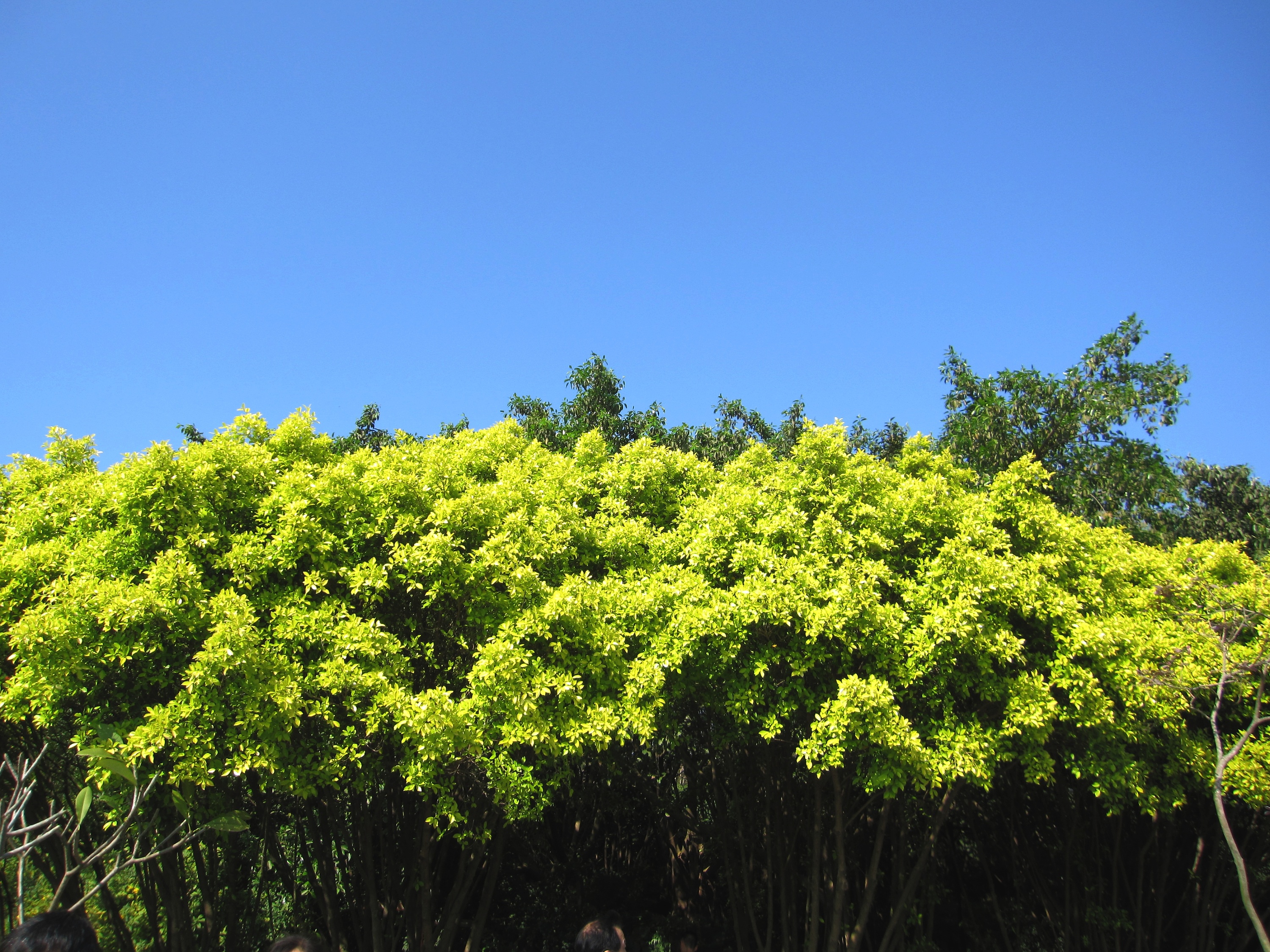 最爱蓝天白云绿草绿树相映衬!