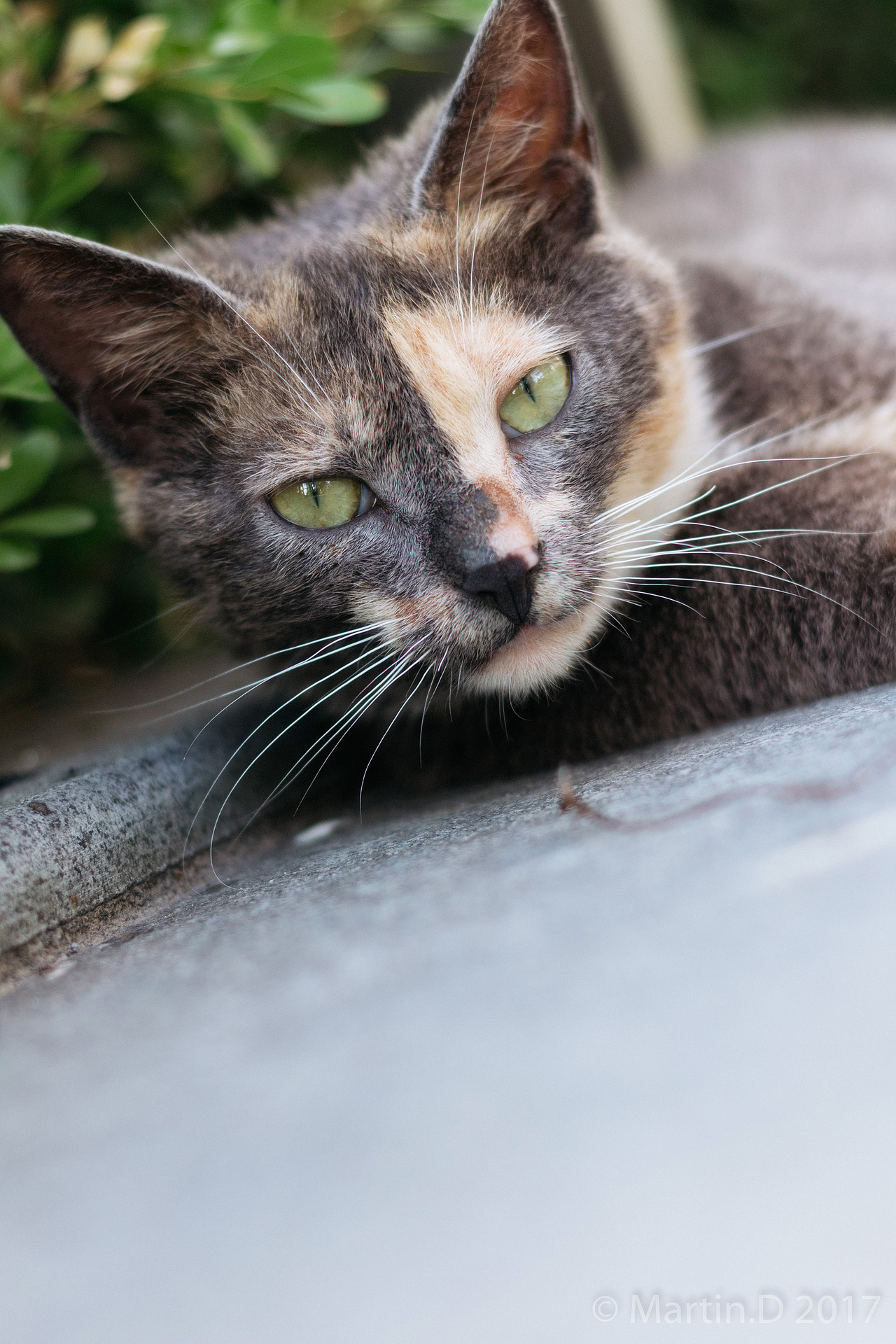 好久不见,孕妇“阿丑”