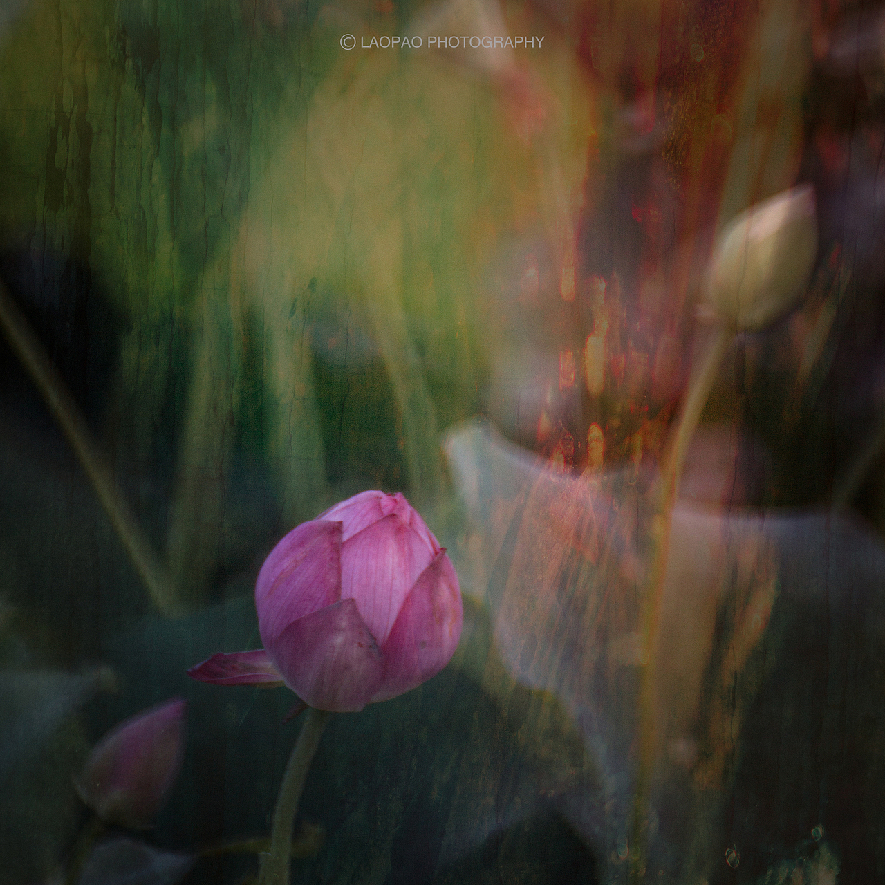 荷花，2019（图ZMTYyMzk3ODIw） - 风光摄影 - 站酷设计师老炮叔叔原创素材 - 站酷ZCOOL