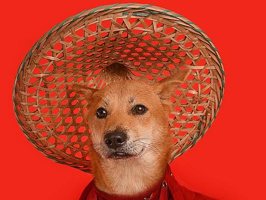 爱我中华田园犬