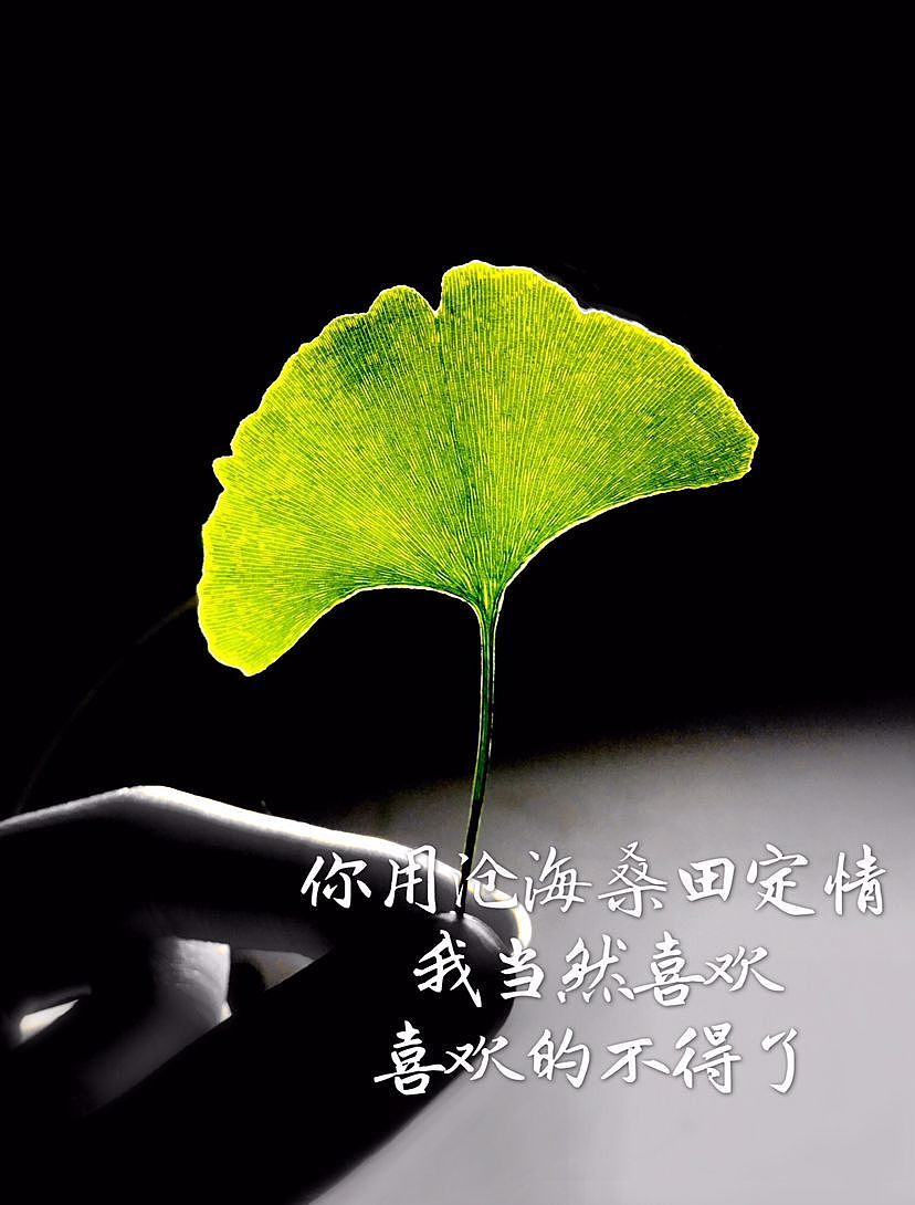 银杏树叶（图ZODQxOTcyNzY=） - 产品摄影 - 站酷设计师CYATING原创素材 - 站酷ZCOOL