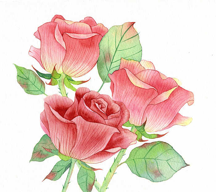 手绘水彩玫瑰花的进化历程