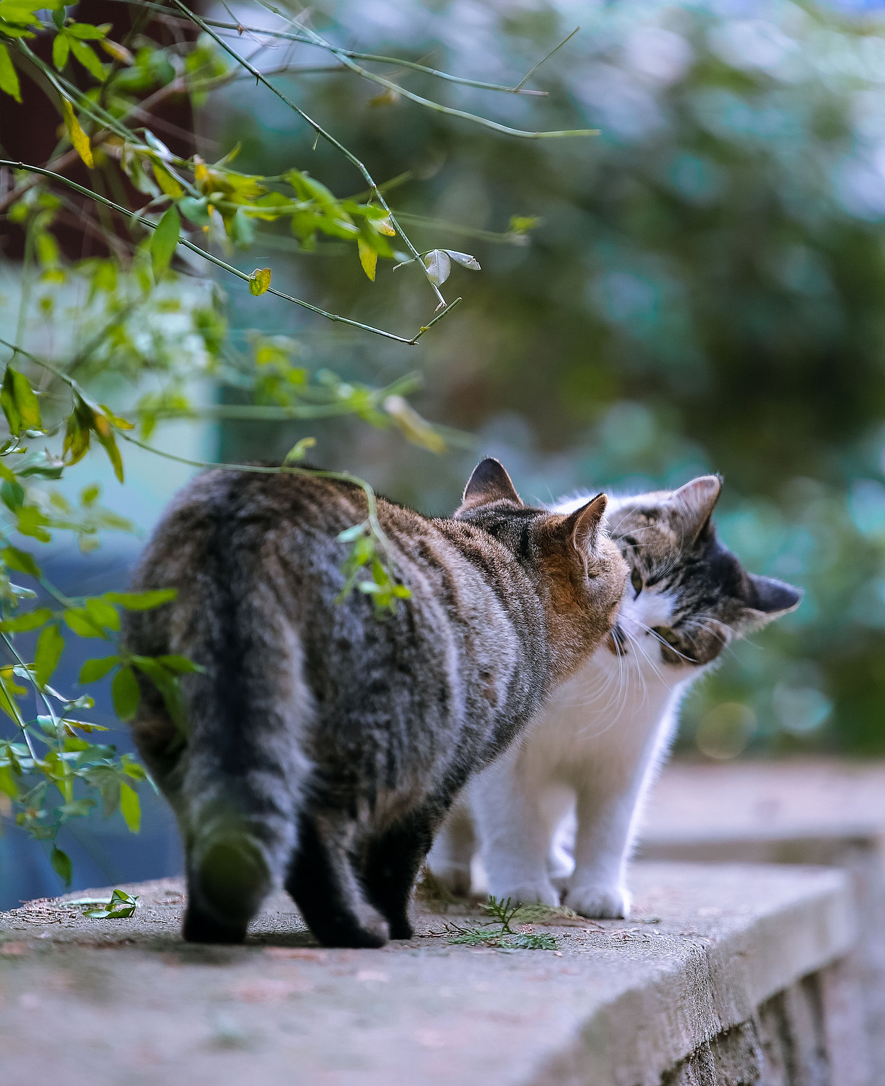 猫不换一周精选20210530