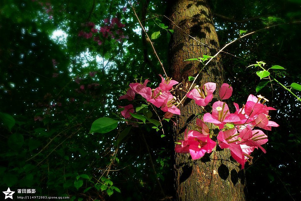 2014白塘印象(李辉作品)