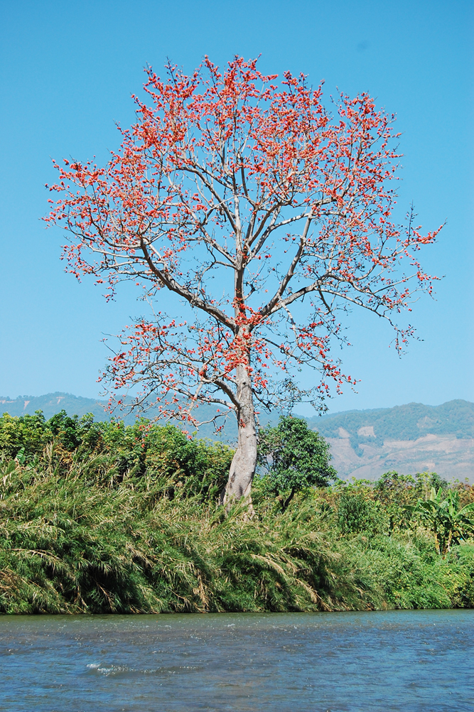 缅甸边界河上的一棵攀枝花树