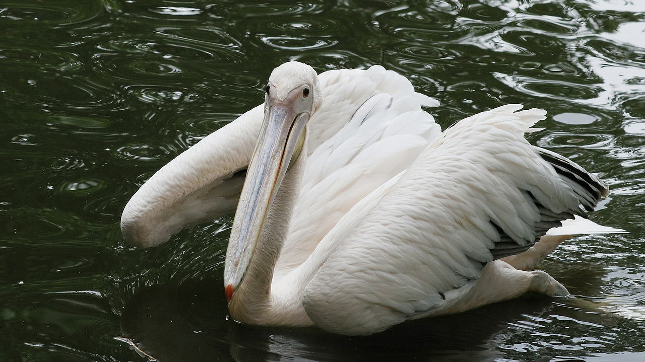 长隆飞鸟乐园-动物趣闻（图ZMjQ5NTU5NjY4） - 其他摄影 - 站酷设计师飞天猪猫原创素材 - 站酷ZCOOL