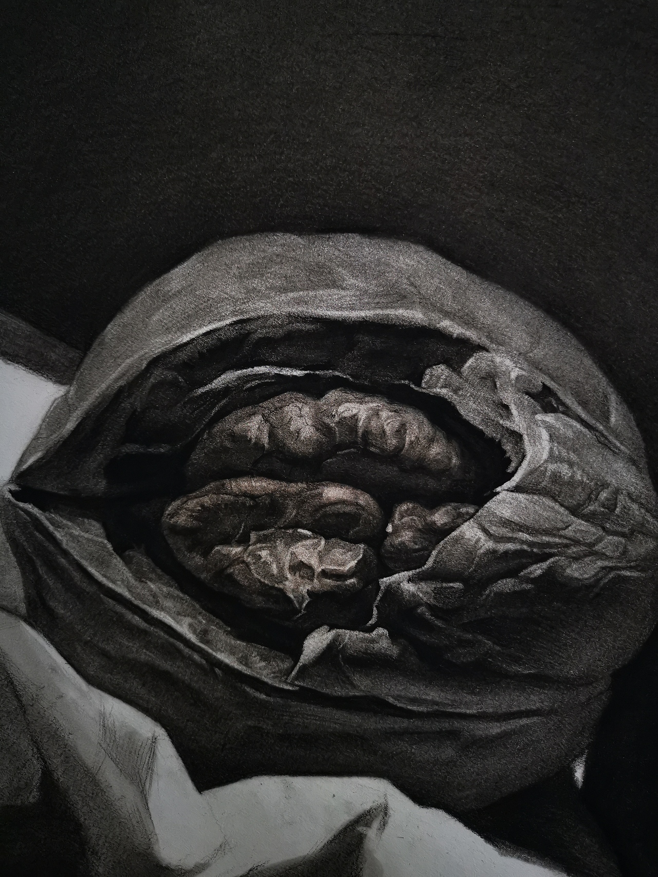 素描静物大核桃