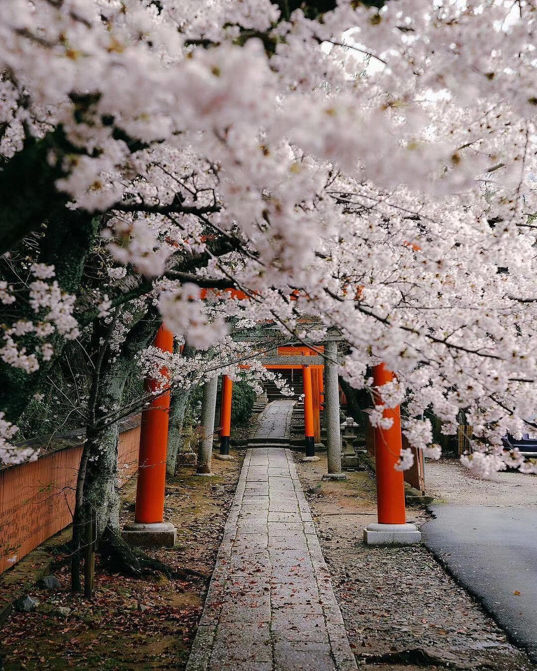 京都樱花,除了美还是美
