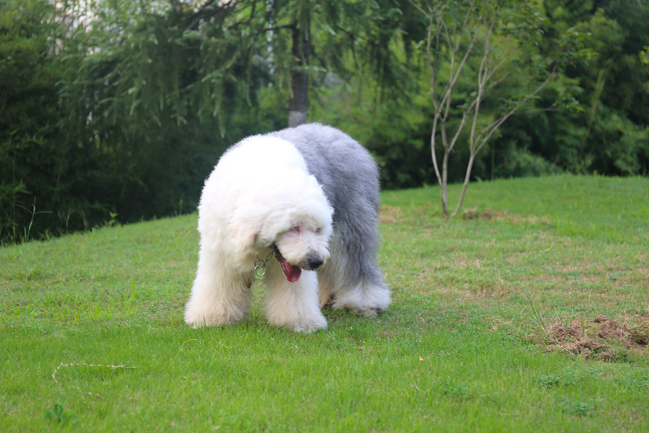 他五岁了（图ZNjUwMjQxMTI=） - 宠物摄影 - 站酷设计师芥末小E原创素材 - 站酷ZCOOL