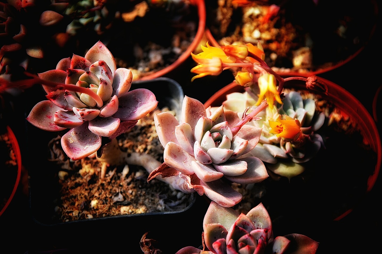 又是一大波多肉袭来