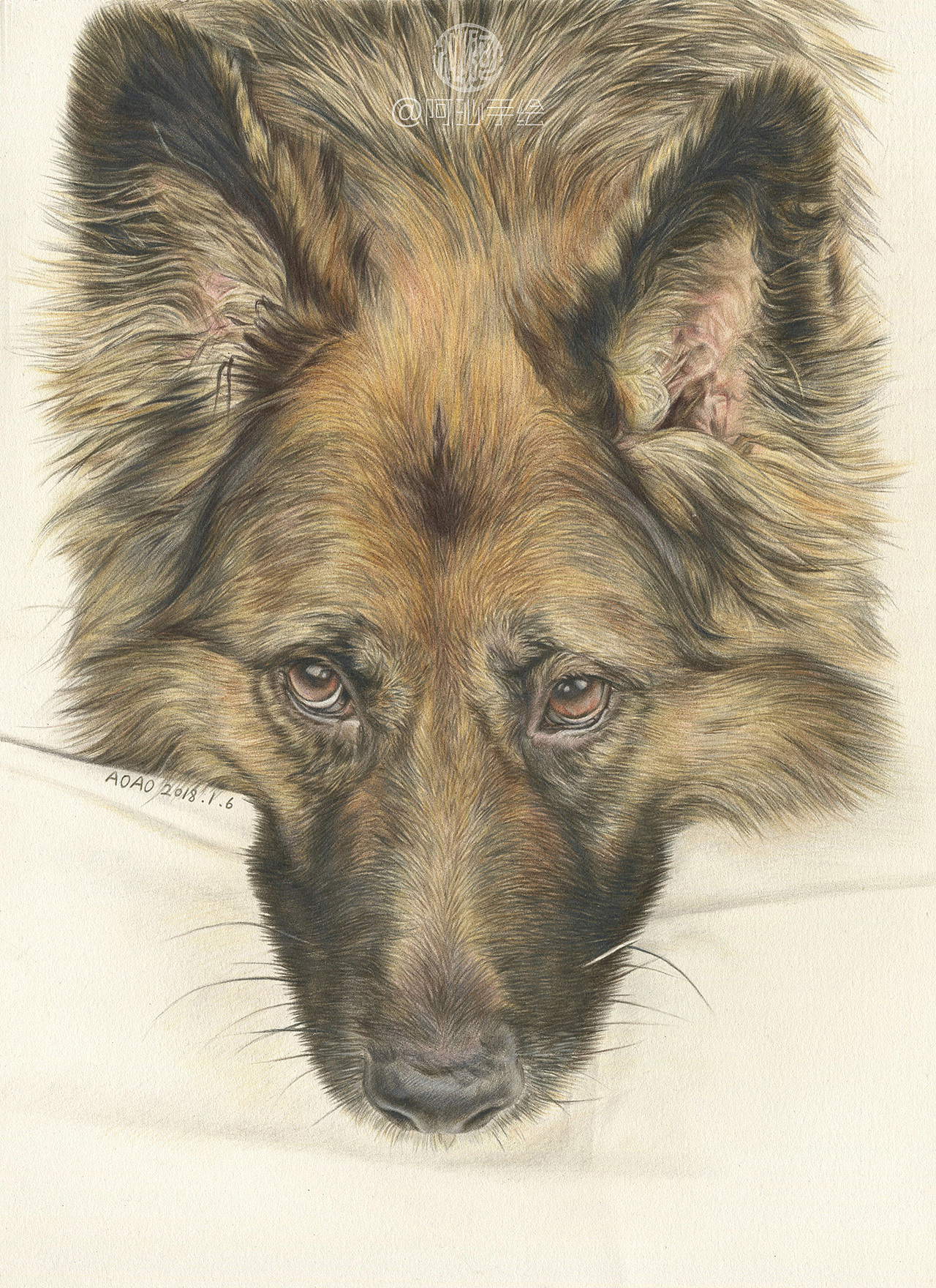 2017年萌宠彩铅画集合