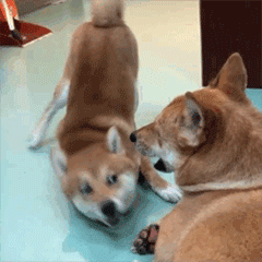 柴犬齐天动图篇表情包（图ZMTgwNDUxODU2） - 网络表情 - 站酷设计师非正常猫狗研究所原创素材 - 站酷ZCOOL