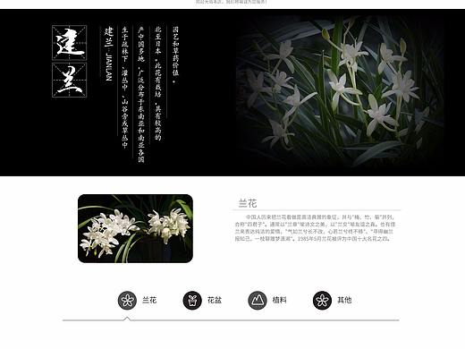 兰花首页淘宝