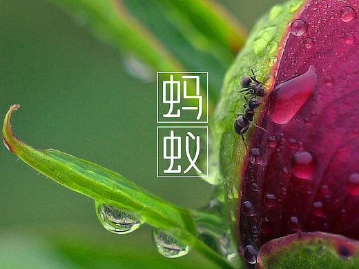 简单小字（个人主页-ZMzM5OTA3Mg==） - 字体/字形 - 站酷设计师若愚原创素材 - 站酷ZCOOL
