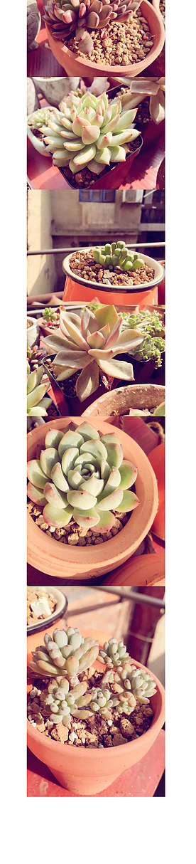 多肉主题 （主题图标）（图ZNTc2NjI3OTI=） - 主题/皮肤 - 站酷设计师乌木设计原创素材 - 站酷ZCOOL