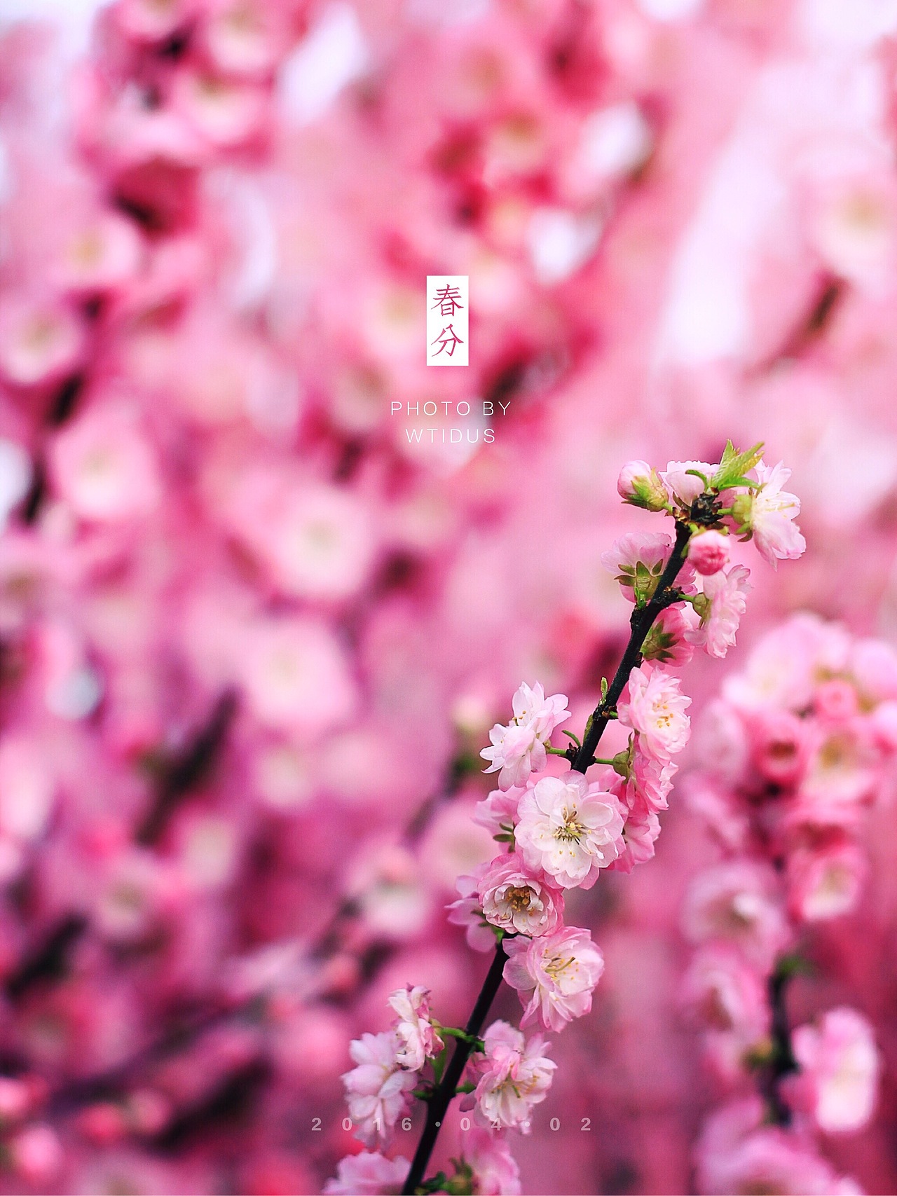 踏春“睬”花（图ZNDU5NDQ3NzY=） - 风光摄影 - 站酷设计师Amoo阿毛原创素材 - 站酷ZCOOL