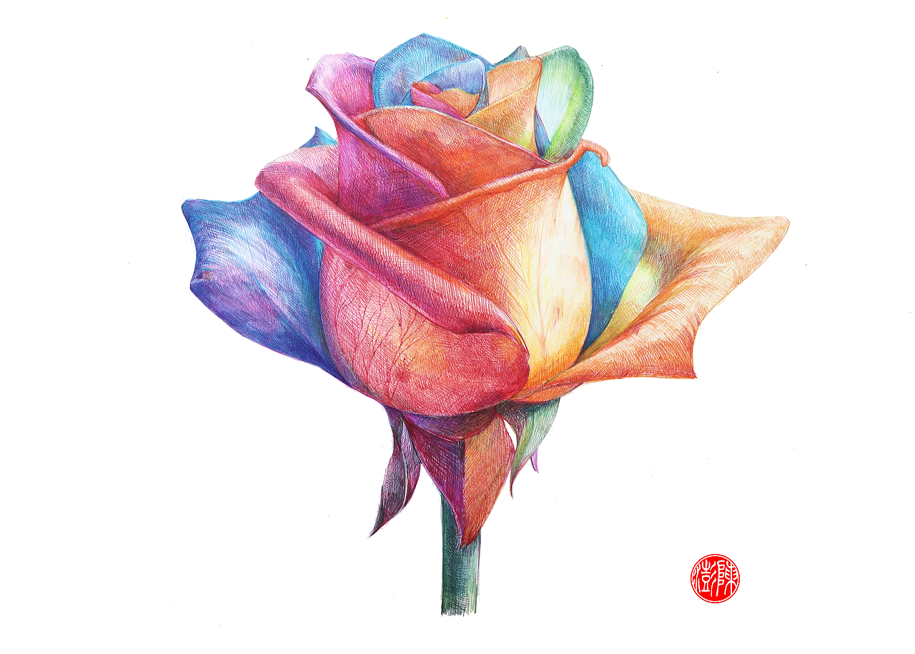 陈澎手绘:彩色圆珠笔画七色玫瑰