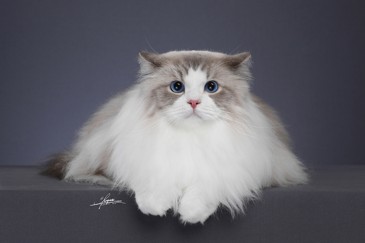 布偶猫-AMYWORKS探须视觉