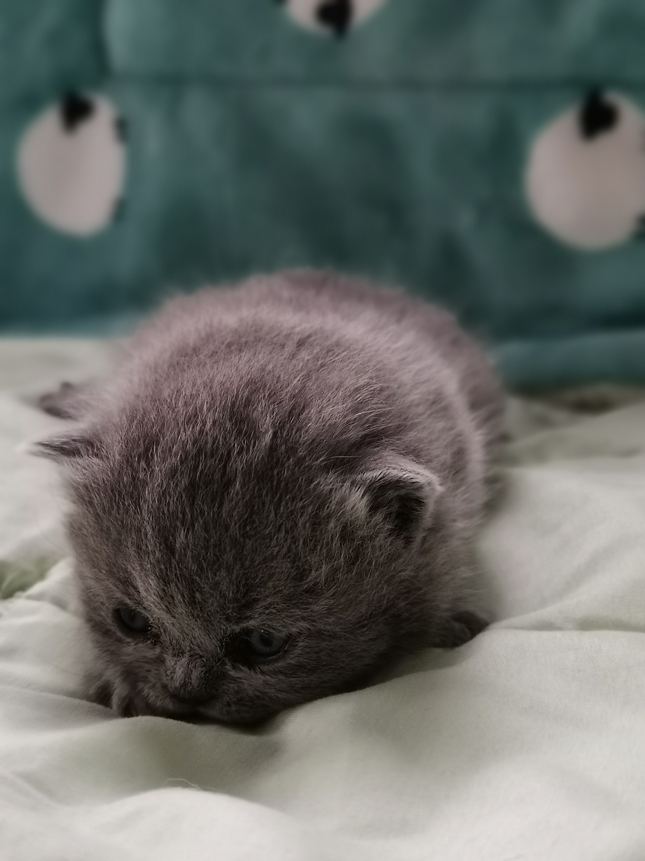 沐米猫舍 英短 编号111:英短纯蓝色 蓝猫