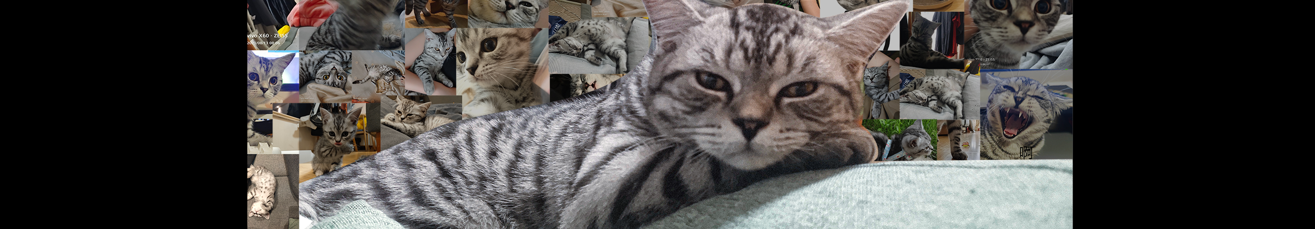 全都是猫毛的个人主页（封面预览） - 主页封面设置 - 站酷设计师全都是猫毛原创素材 - 站酷ZCOOL