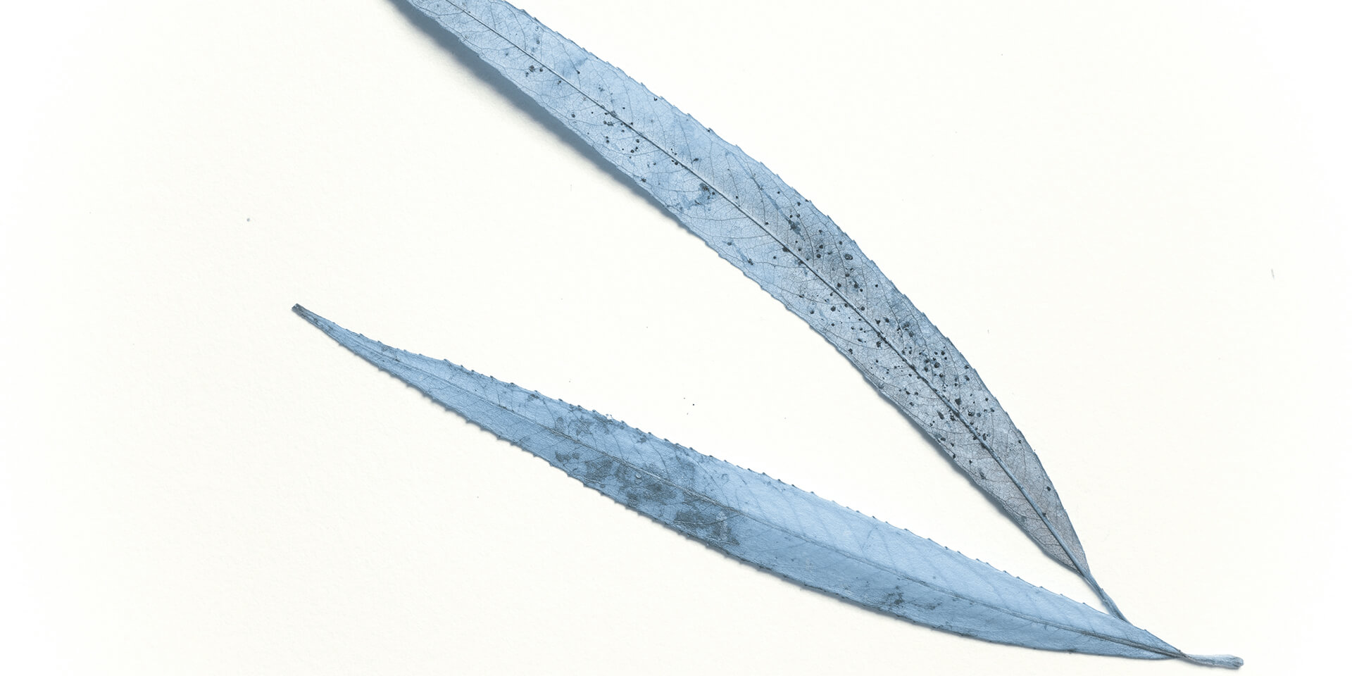 知了声声叫夏天的个人主页（背景预览） - 主页背景设置 - 站酷设计师知了声声叫夏天原创素材 - 站酷ZCOOL