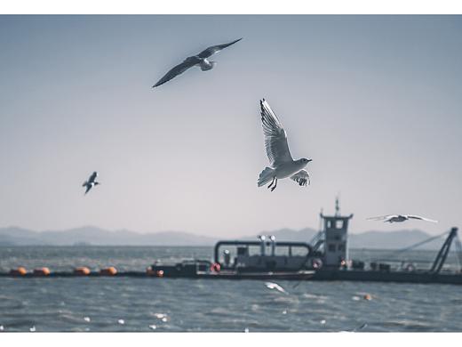 滇池——海鸥