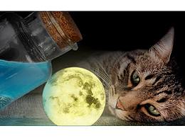 合成萌猫练习
